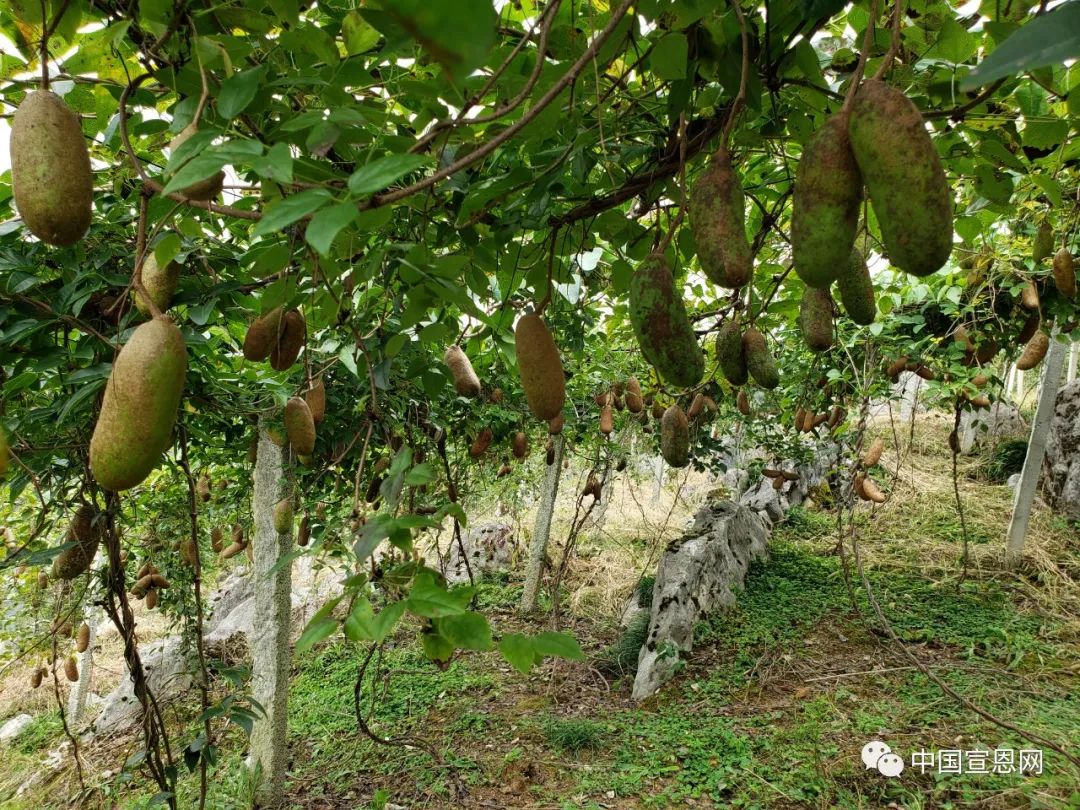 "而是经过研究,考虑"种植八月瓜不是一时兴起发展红心猕猴桃和八月瓜