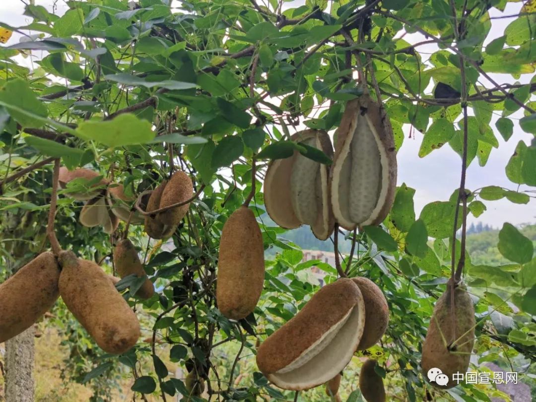 李家河的八月瓜成熟了盘它