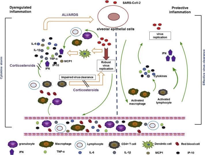 激素是怎么传导的 908.jpg