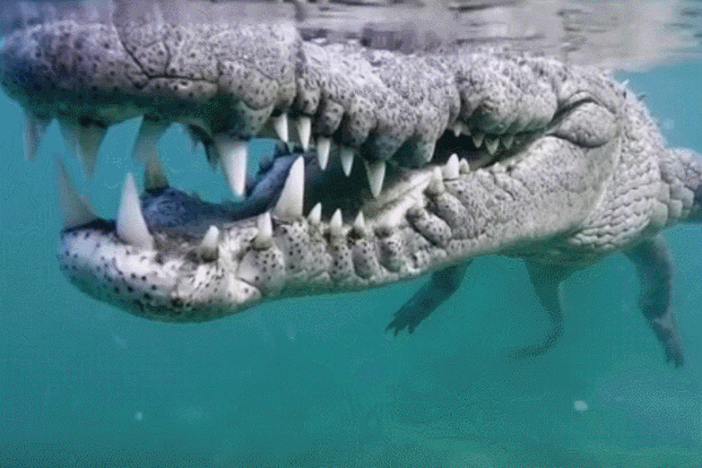 非洲丛林食人河怪疑云再起