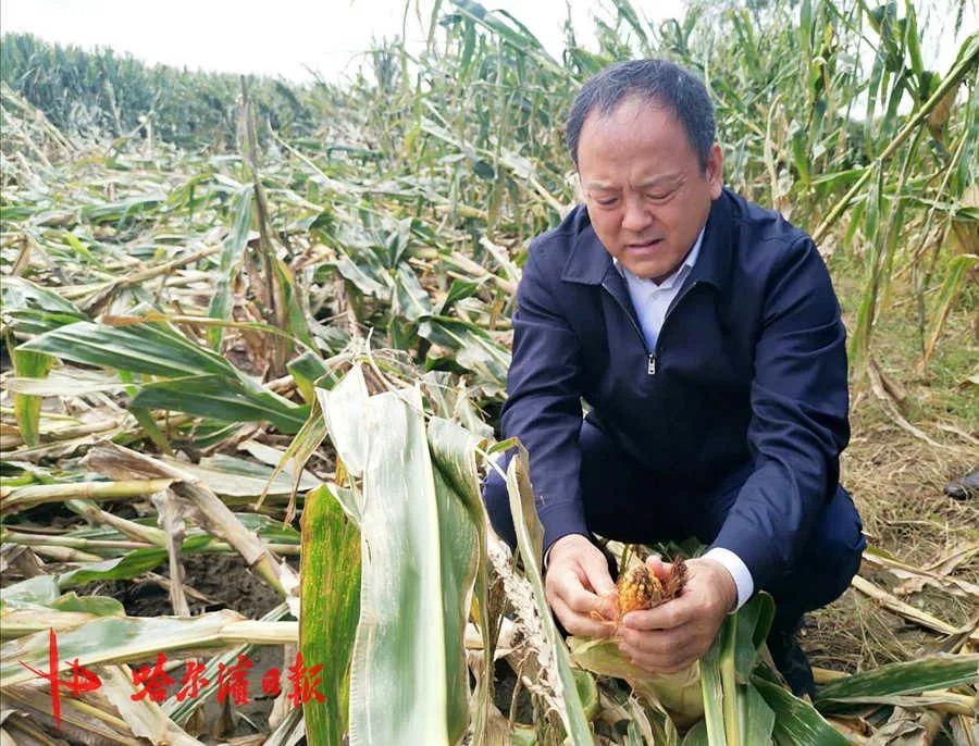 受台风影响,双城区周家街道大田玉米,蔬菜不同程度受灾,宾县宾西镇