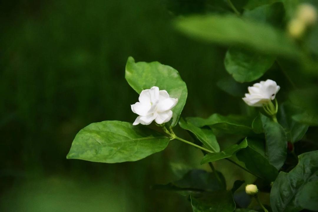 梔子花白蘭花阿婆花攤上散發香氣的是什麼花呢