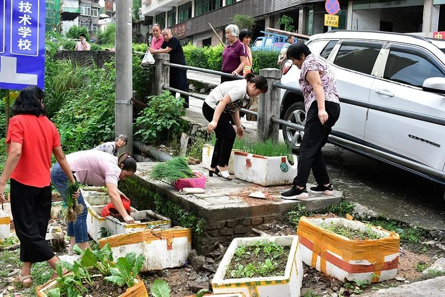 創文在行動老隆鎮鐵腕整治圈地種菜亂象