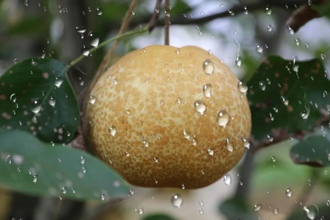 金秋九月,美丽的百峰岭邀你采摘蒲瓜梨!