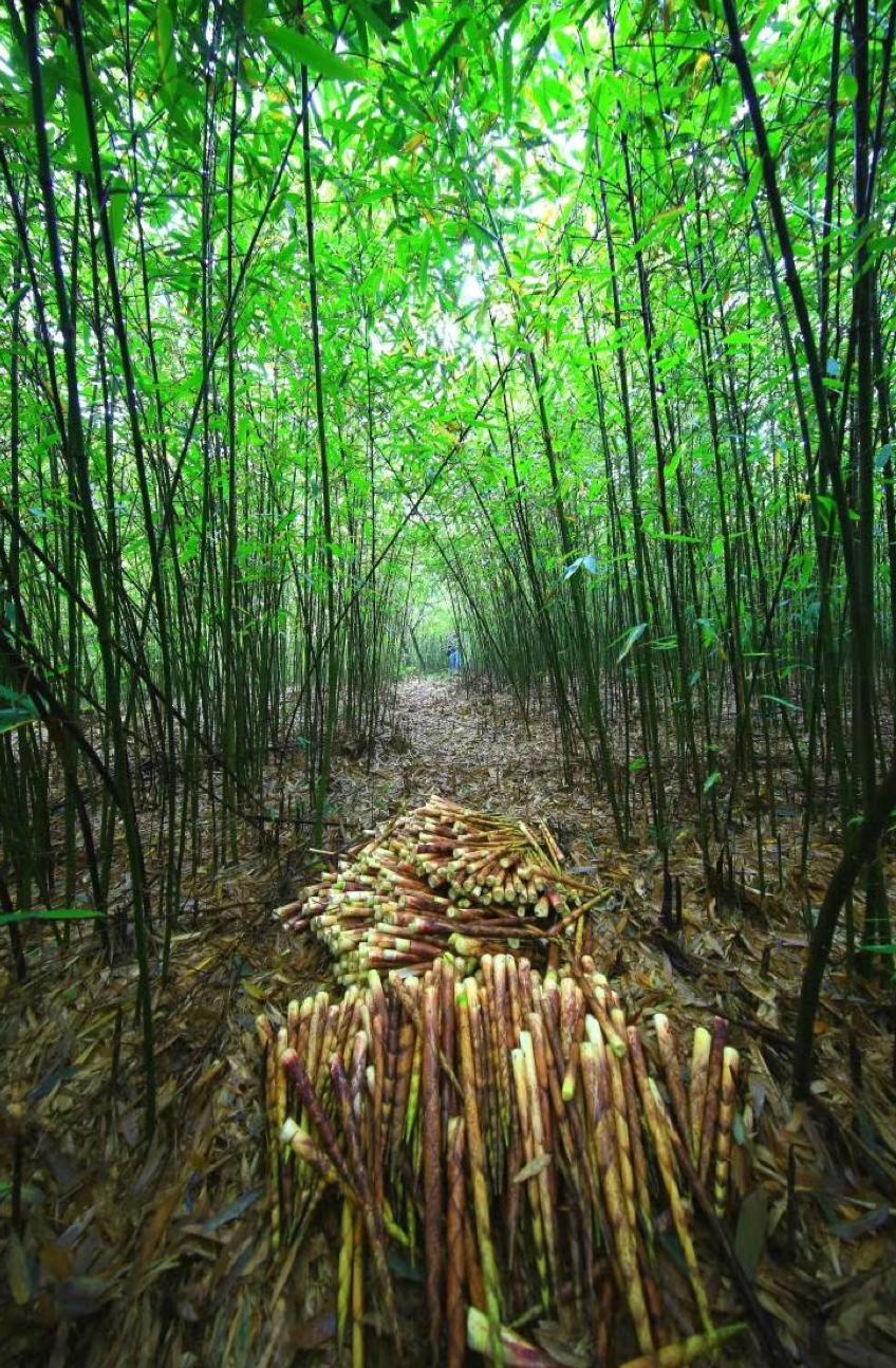 活动沪对口帮扶地区品牌农产品巡展小布送遵义方竹笋200份