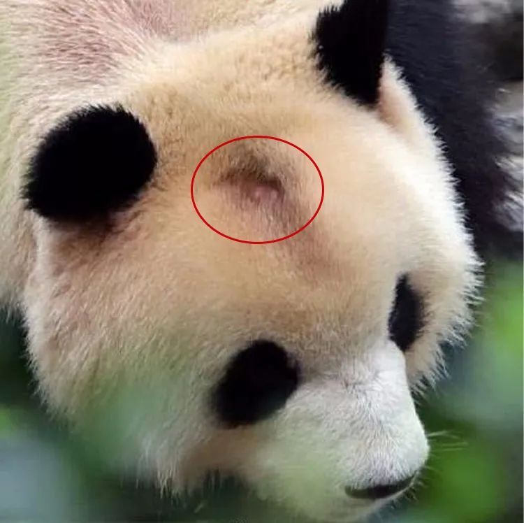 秃如其来北京动物园网红大熊猫突然头秃