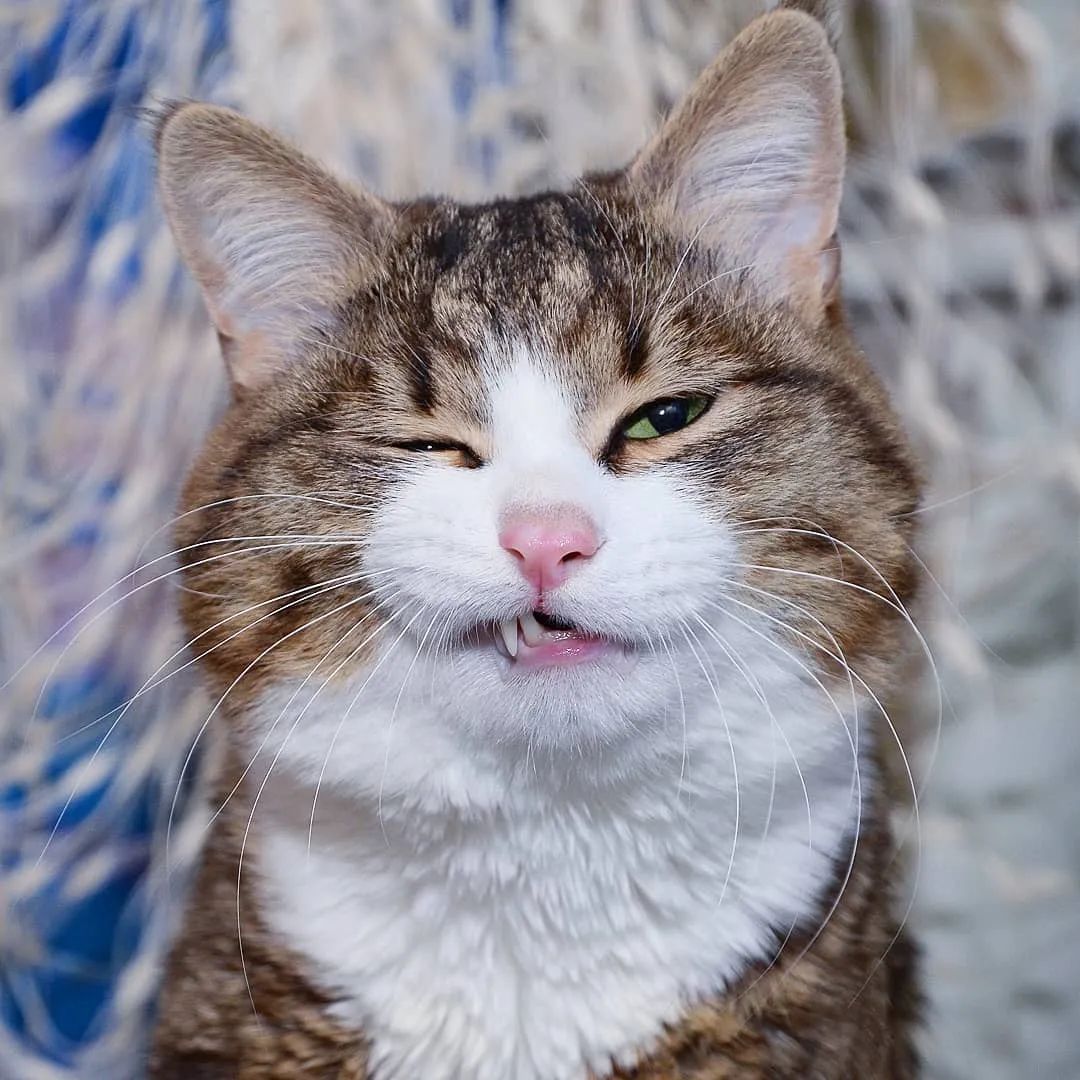 网红大脸猫圈粉无数表情管理太牛了