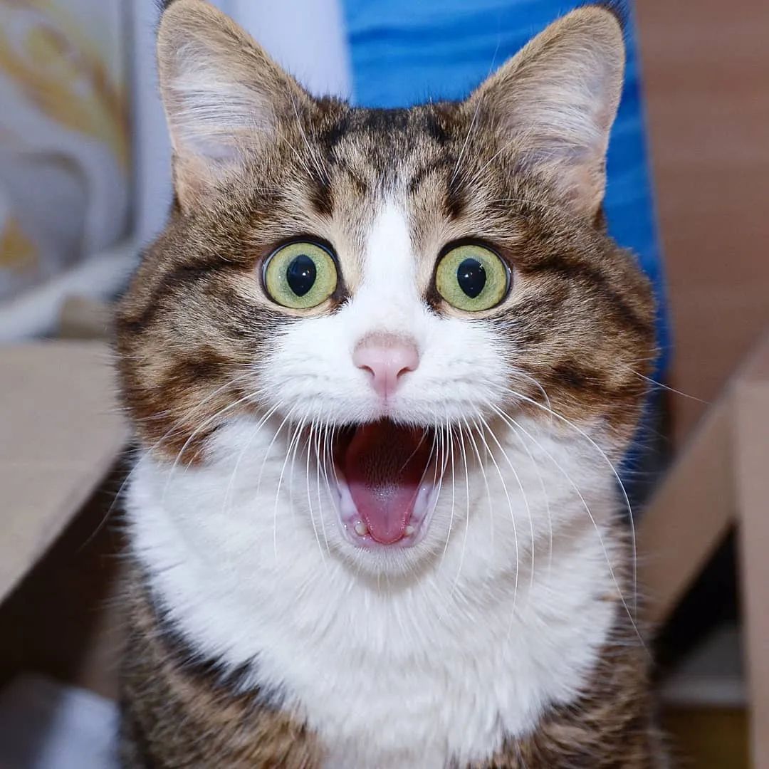 网红大脸猫圈粉无数表情管理太牛了