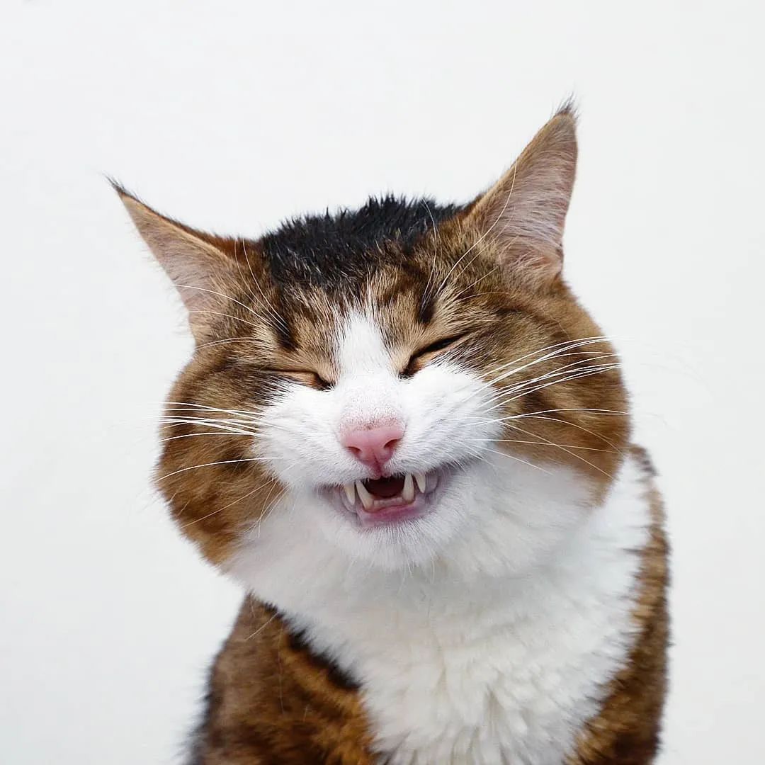 网红大脸猫圈粉无数表情管理太牛了