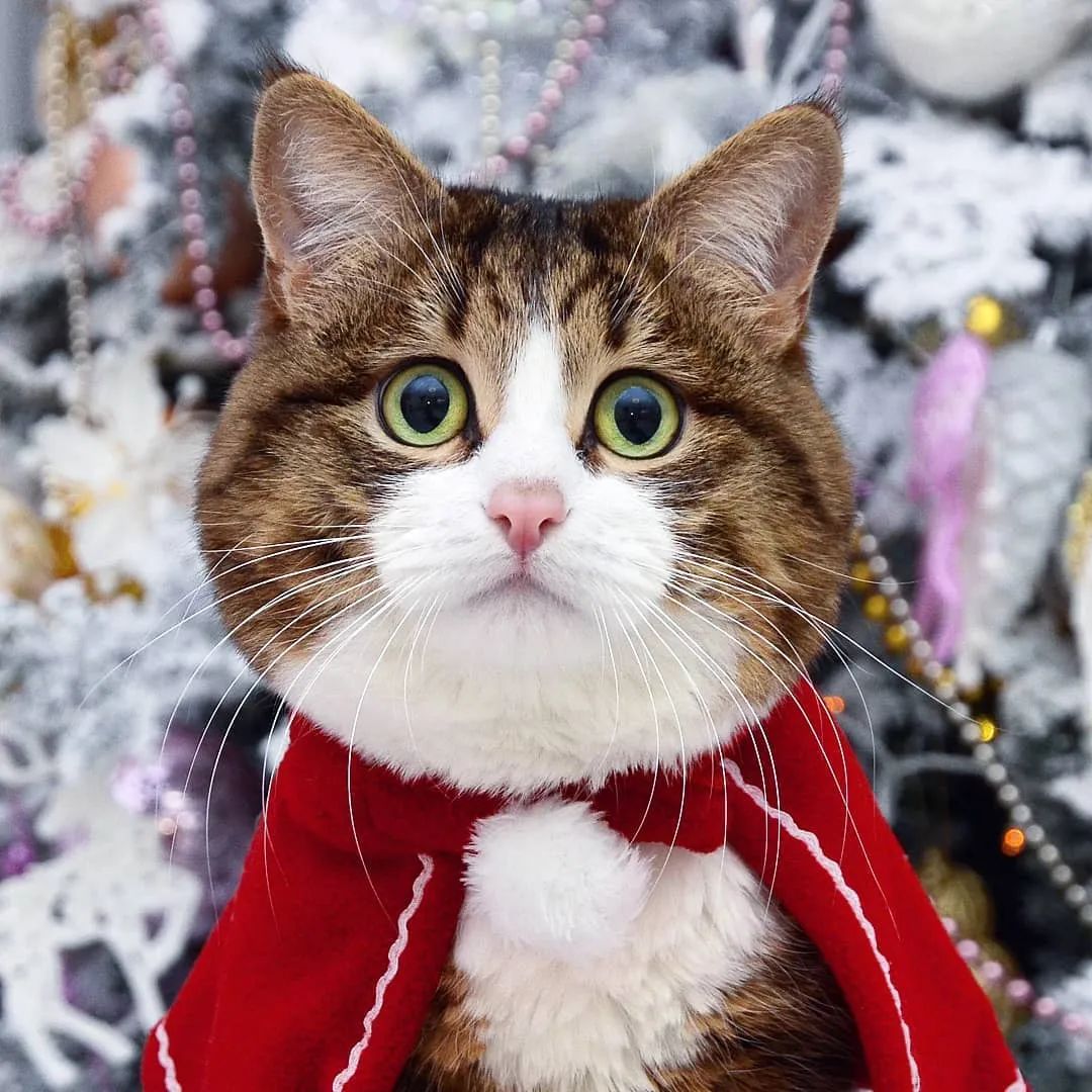 网红大脸猫圈粉无数表情管理太牛了