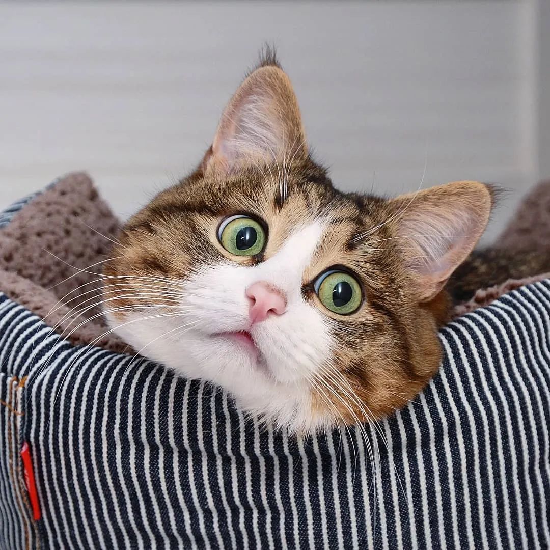 网红大脸猫圈粉无数表情管理太牛了