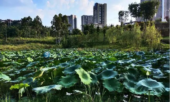 富顺北湖公园天气凉快了你们搞快来耍空气好的很