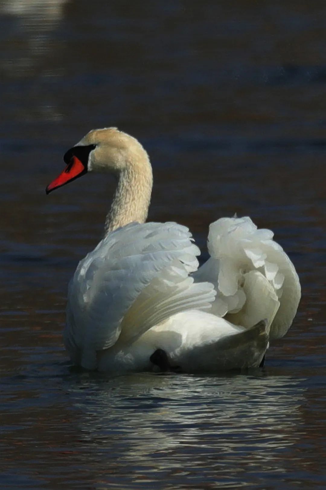 疣鼻天鹅把爱情秀给你看这些优雅的舞者们