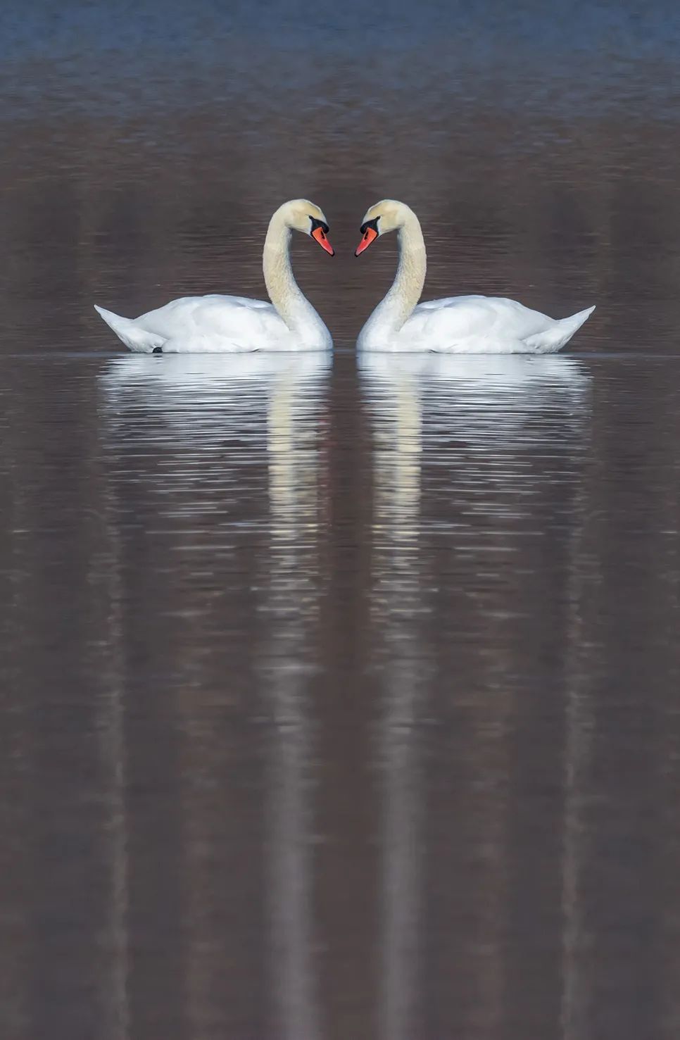 疣鼻天鹅把爱情秀给你看这些优雅的舞者们