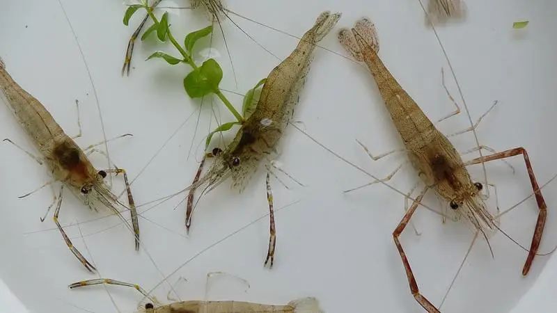 度还算比较高但它的虾苗必须要在半咸水区成长淡水虾之一这是"罗氏虾"