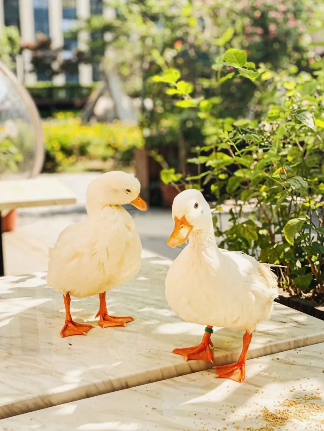 会玩合法宠物鸭店