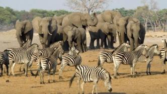 非洲多国解封，津巴布韦于10月1日起对国际游客开放