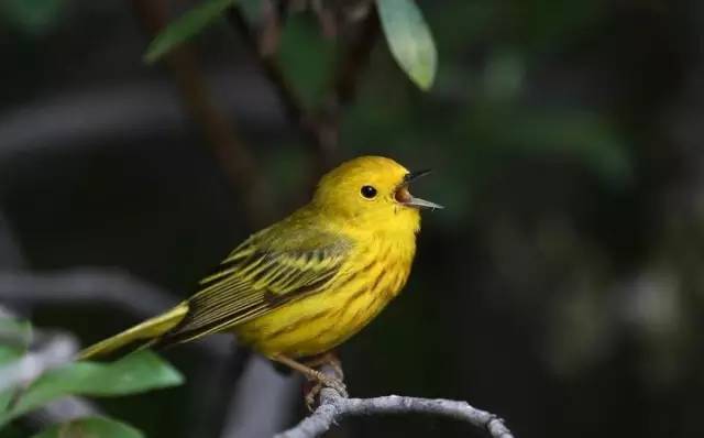 金堤两旁栽种的柳树成荫,长达三里之遥,柳枝垂吊,绿茵如烟,一如天然