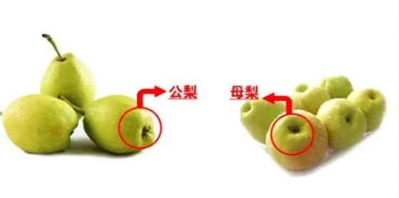 兵团味道丨梨不开你甜入心底