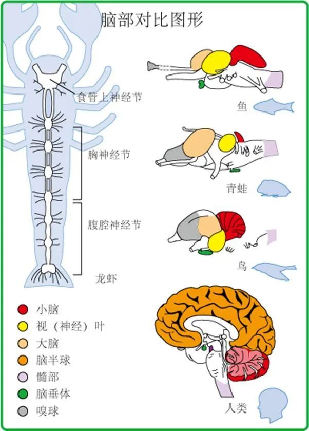 人類的大腦真的不能被超越嗎別大意動物也有高級認知