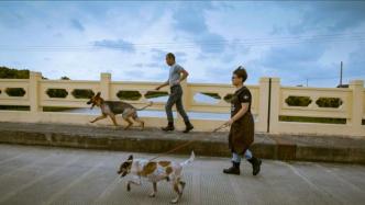 爱心人士在上海郊区建动物救助基地，养300条流浪猫狗