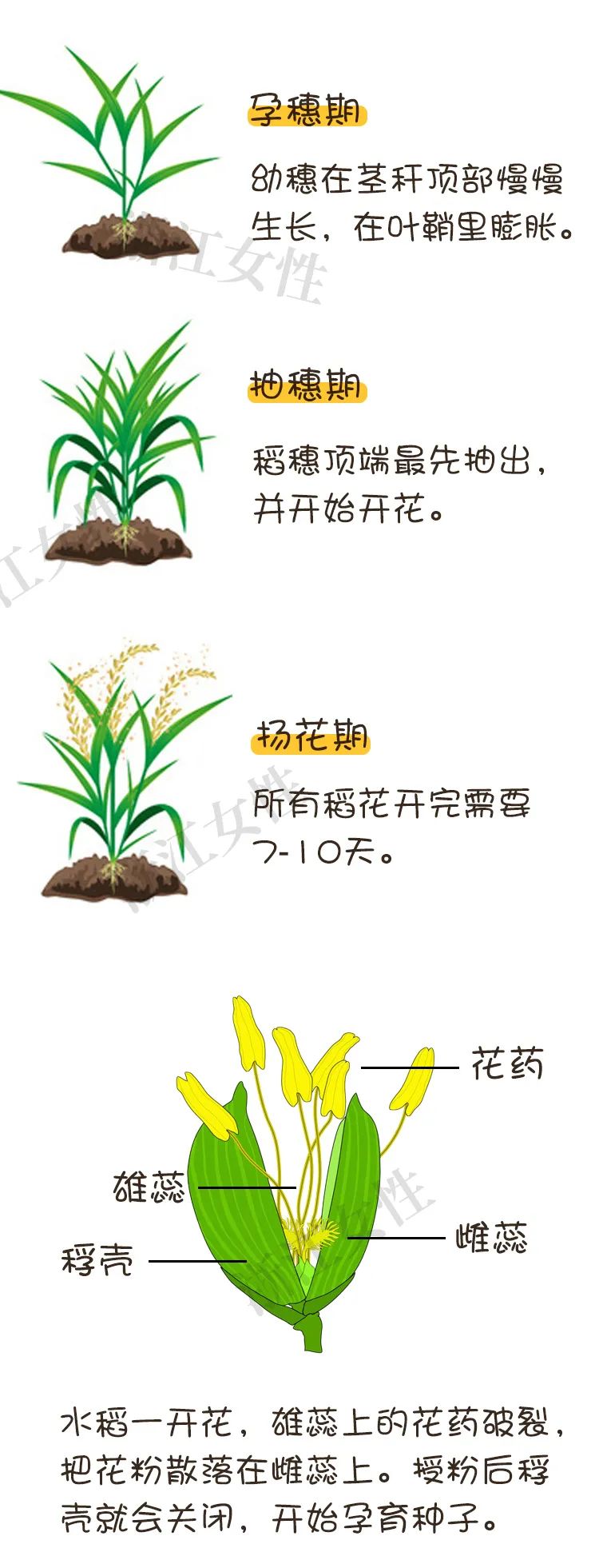 水稻的一生五个生长期图片