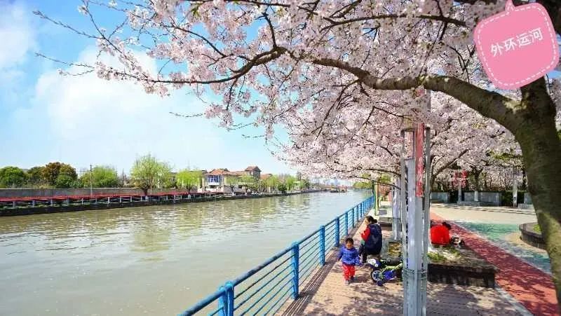 浦东新区地表水水质总体上呈逐步改善的趋势,川杨河,浦东运河,张家浜