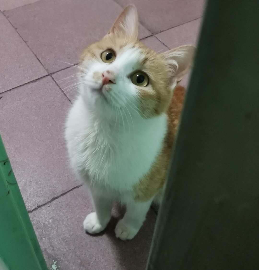 养猫,是本世纪最大的诈骗 养猫,是本世纪最大的诈骗