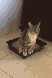养猫,是本世纪最大的诈骗 养猫,是本世纪最大的诈骗
