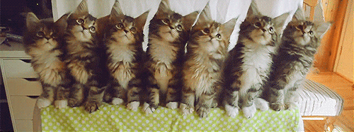 养猫,是本世纪最大的诈骗 养猫,是本世纪最大的诈骗