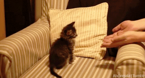 养猫,是本世纪最大的诈骗 养猫,是本世纪最大的诈骗