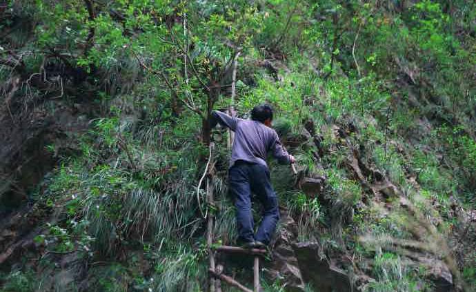 湖北三峡竹海现六旬采药人，登“天梯”健步如飞