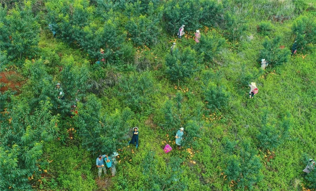 林產業園水果,苗木基地佔地3600餘畝,該基地以從山東引進的金秋紅蜜桃