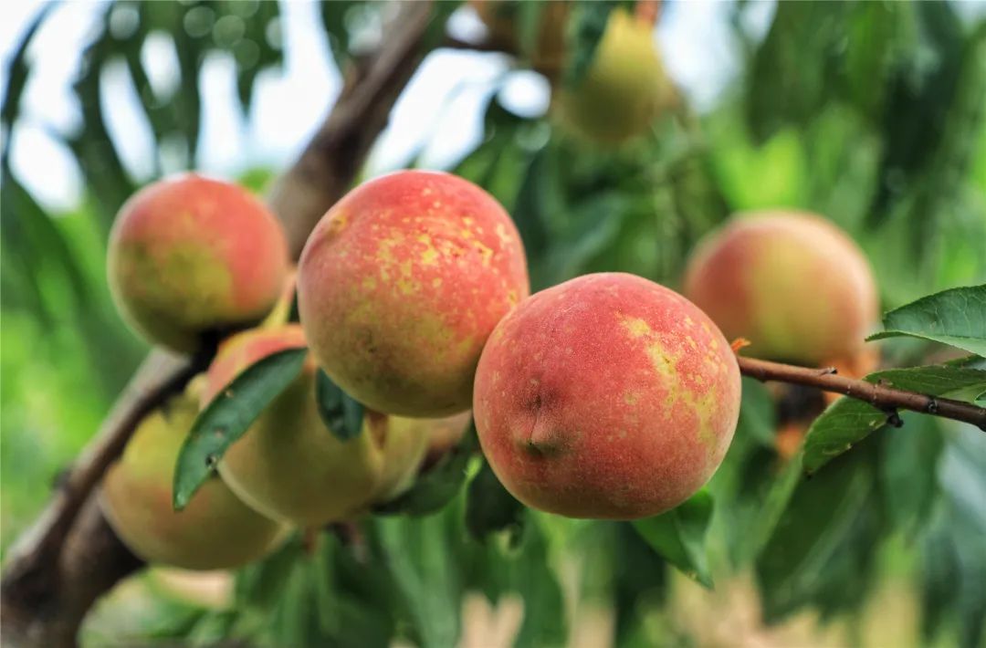 美了生态,富了群众!芷村这种美味的"金果果"丰收啦