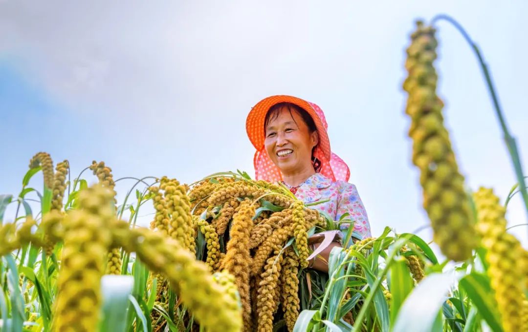 又是丰收年农民笑开颜