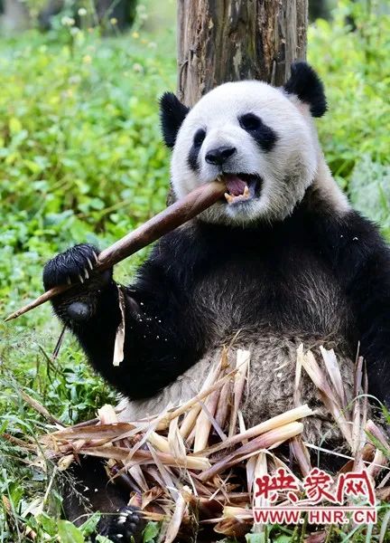 他们的咬合力度甚至要强过黑熊,所以当熊猫长大后,我们饲养员也不会近