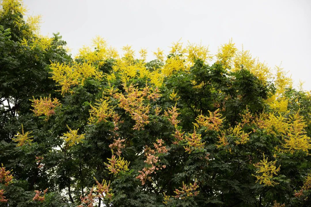 栾树进入花期啦!一起来静安这些地方欣赏这一树的花开吗?