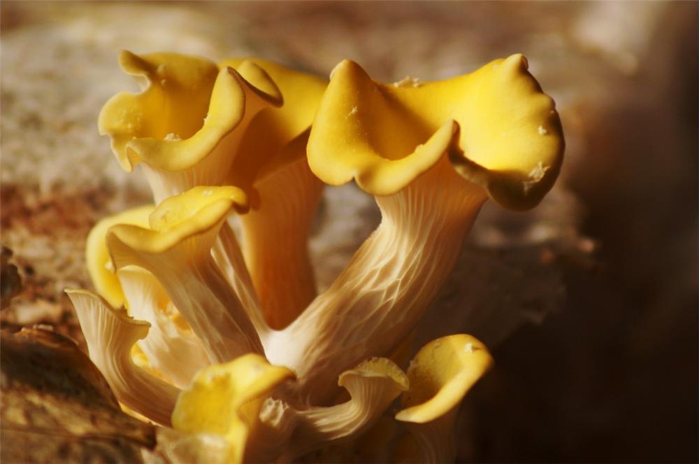 古田菌花胜富贵花