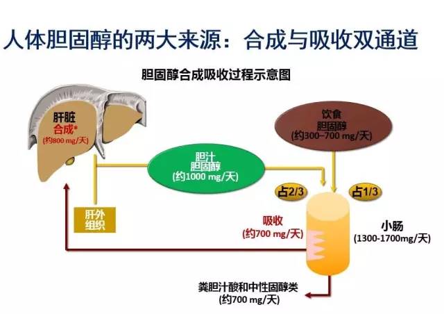 胆固醇的生物合成和肠道吸收对于维持肝脏的胆固醇储量,以及体内