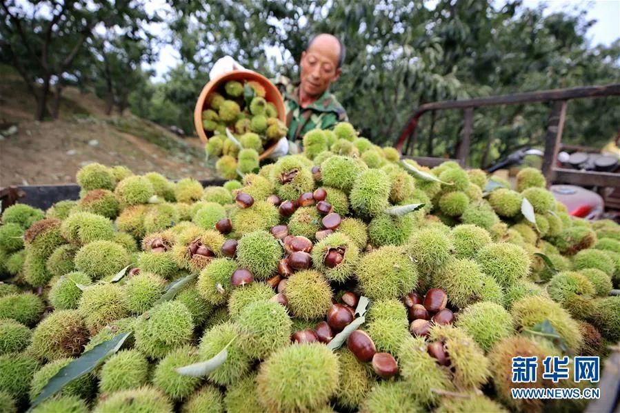 河北迁西:板栗香飘产业兴