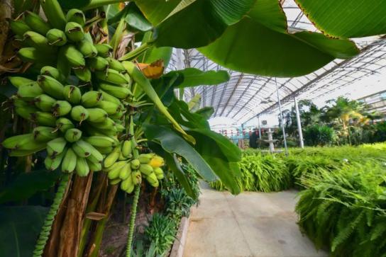 天乙生态园 有品味的民俗博物馆 政务 澎湃新闻 The Paper