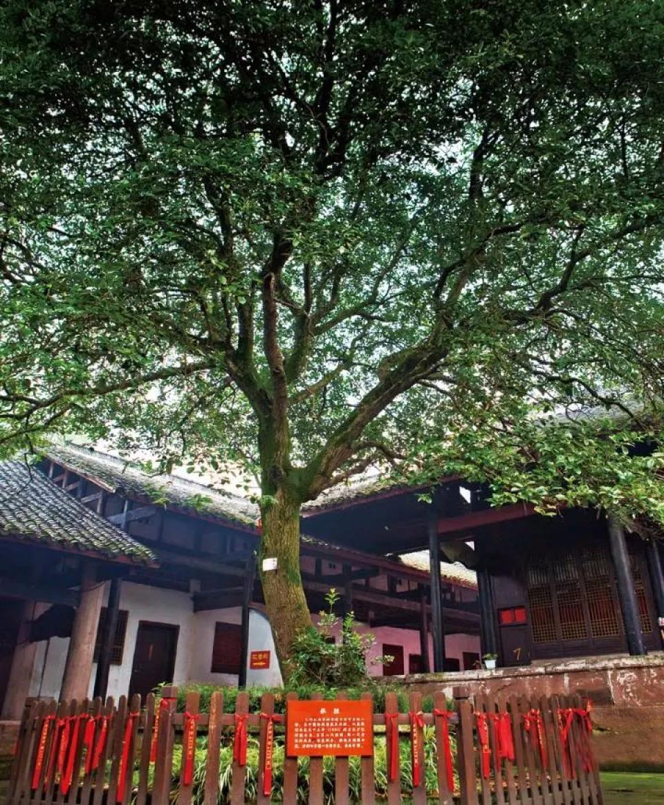 寺内大殿前有两株古老的桂花树,诉说着历史,见证着时光.