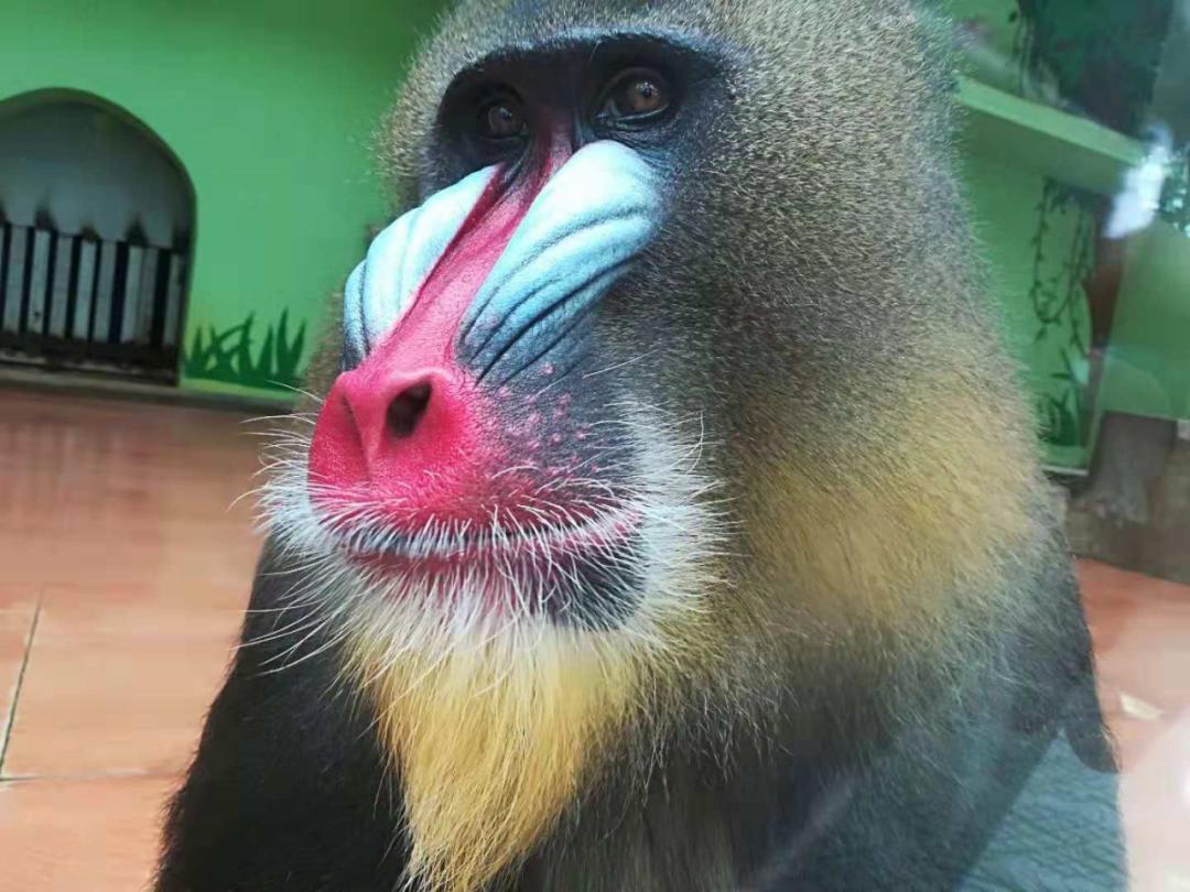 荆州动物园加入江汉旅游年卡啦!周末约起