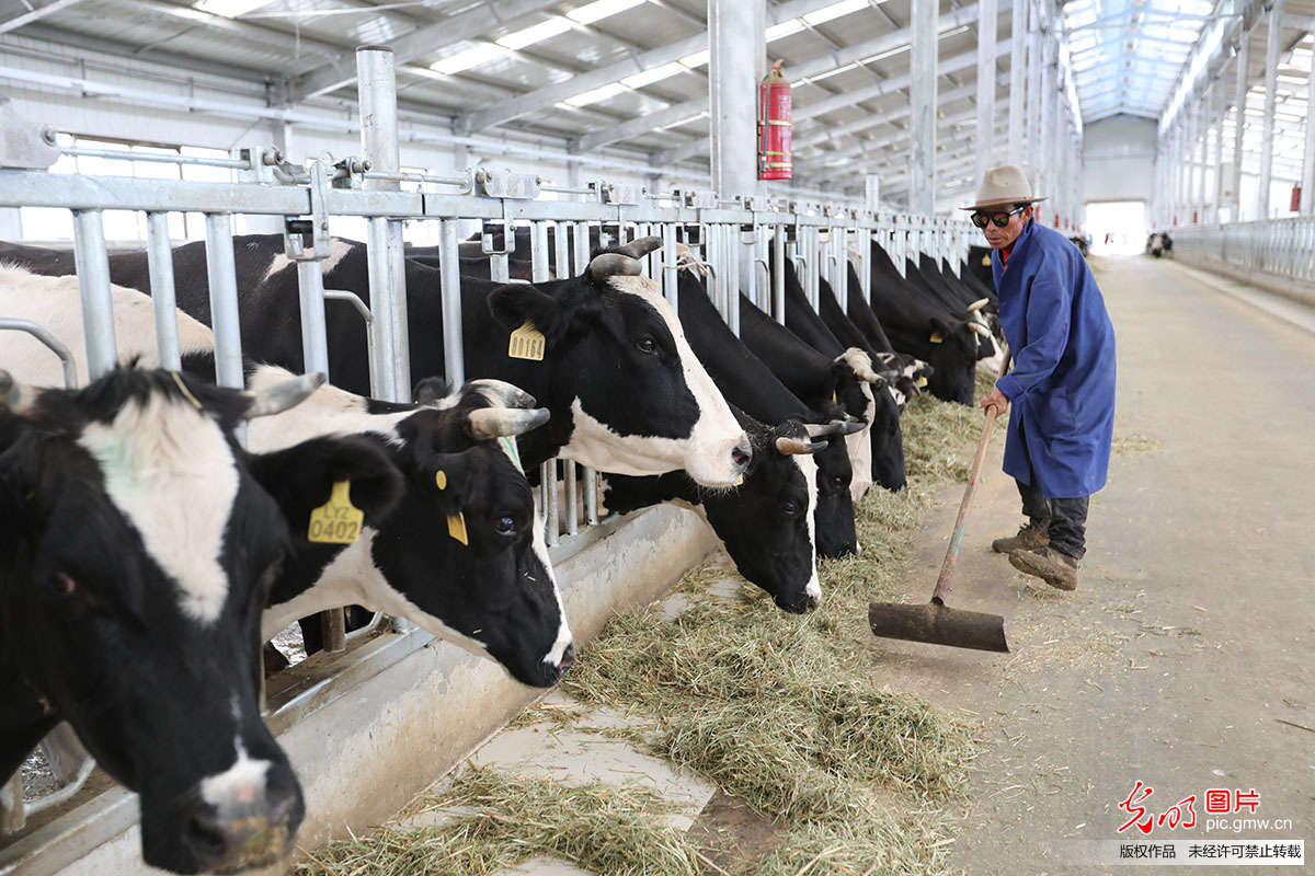 亚洲女农在牛场的牛棚里摆姿势 库存图片. 图片 包括有 种田, 牛奶店, 农夫, 制造, 愉快, 行业 - 222925817