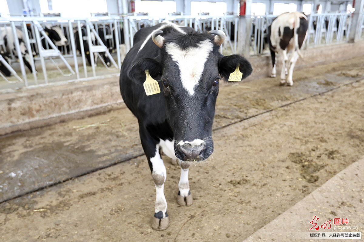 奶牛 放牧 农场 - Pixabay上的免费照片 - Pixabay