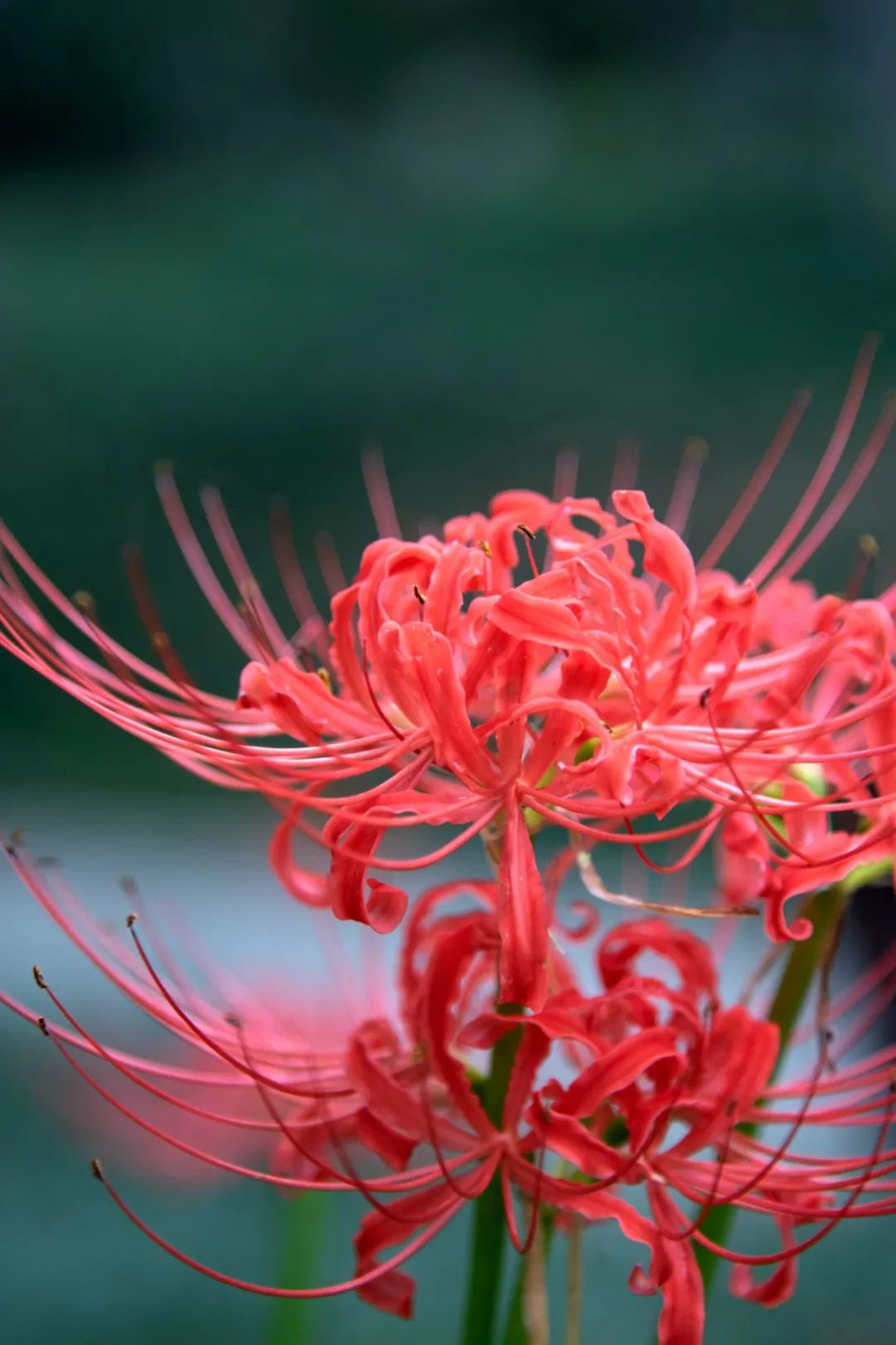 彼岸花开莫愁的初秋又多了一抹烈焰红