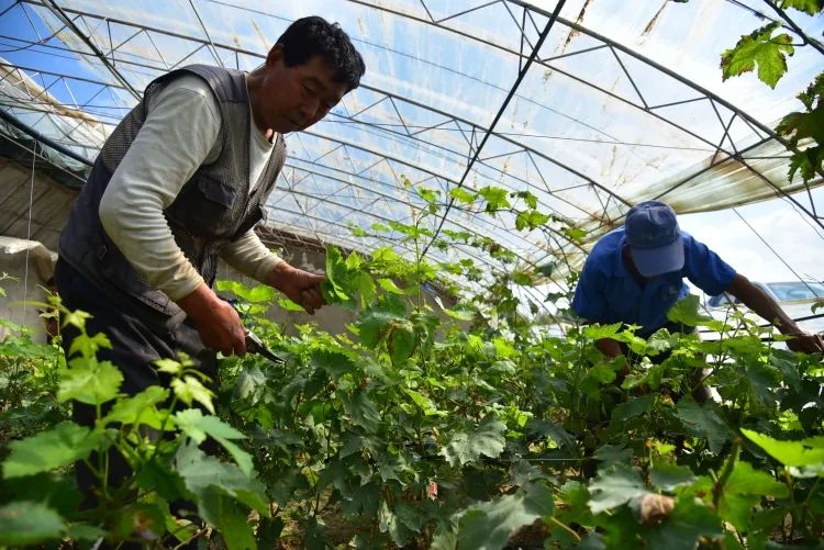 56个民族是一家看西地村如何培育团结之花