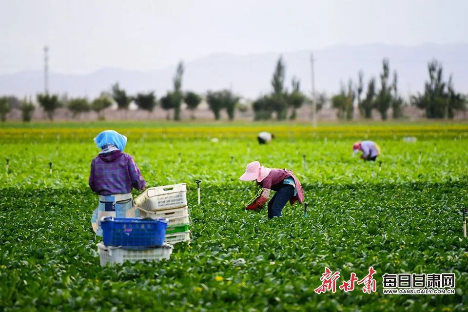 丰收啦甘肃金昌万亩菜篮子基地直供粤港澳大湾区