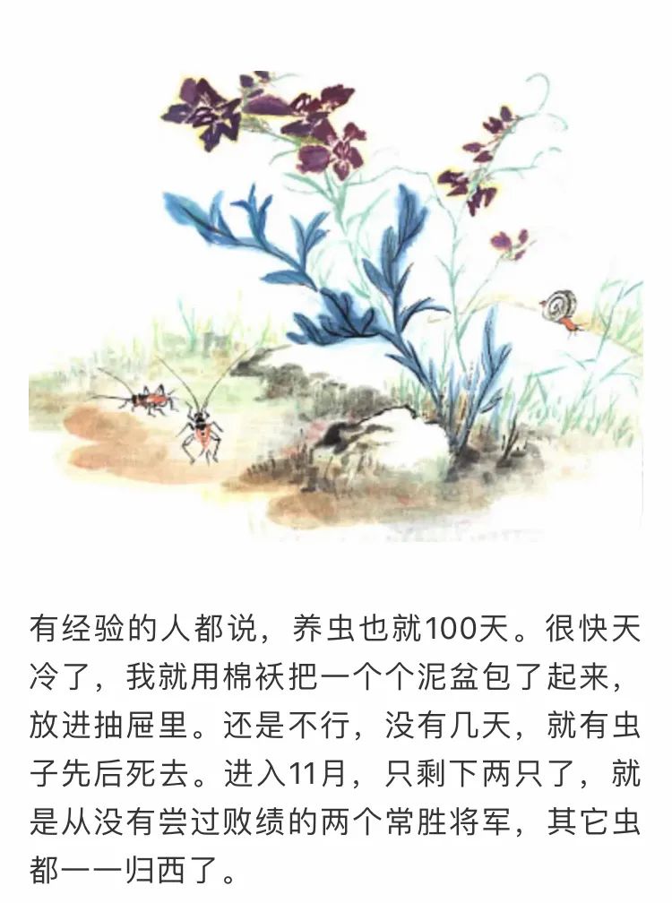 酱紫fm蟋蟀之歌