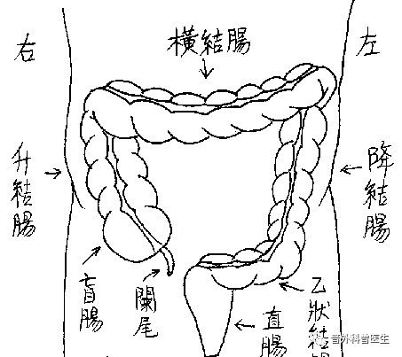 升结肠位置图片